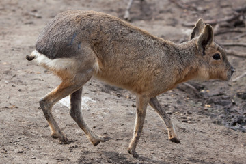 Patagonian mara (Dolichotis patagonum).