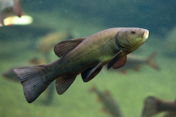 Tench (Tinca tinca), also known as the doctor fish.
