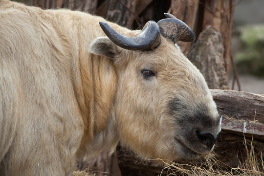 Sichuan takin (Budorcas taxicolor tibetana)