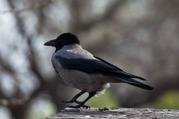 Hooded crow (Corvus cornix).