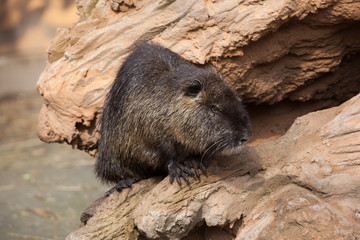 Naklejka na ściany i meble Coypu (Myocastor coypus), also known as the river rat or nutria.