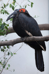 Southern ground hornbill (Bucorvus leadbeateri).