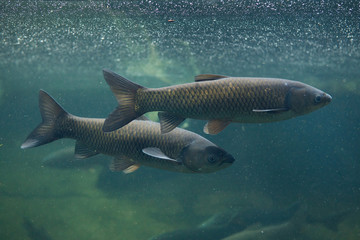 Fototapeta premium Grass carp (Ctenopharyngodon idella).