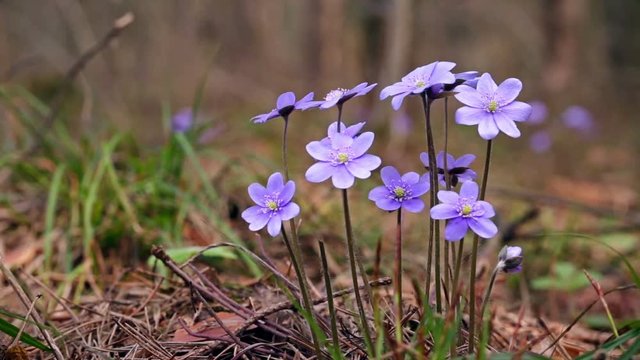 The first spring flowers in the wild forest.