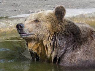 Fototapeta na wymiar Brown bear bath