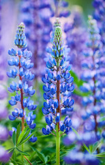 Colorful blue Lupin