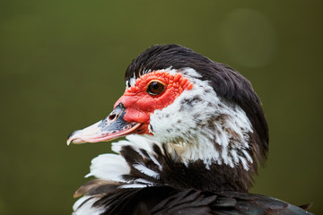 Portrait of a Muskovy duck