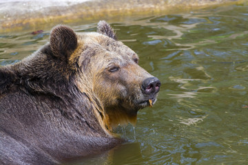 Brown bear bath