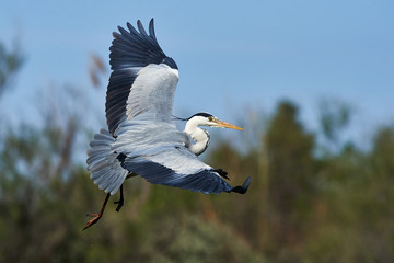 Grey Heron