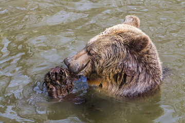Brown bear bath