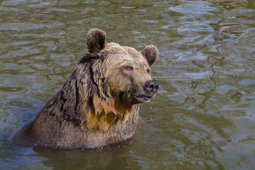 Brown bear bath