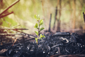 plant grows in ash