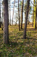 spring forest with sun rays