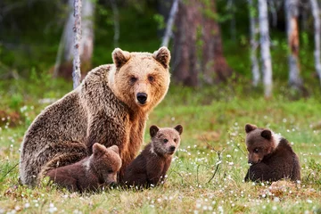 Fotobehang Moeder bruine beer en haar welpen © lucaar