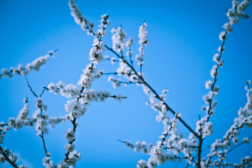 apple flower on a blue sky