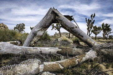 OLD TREE BROKEN CALIFORNIA DERSRT