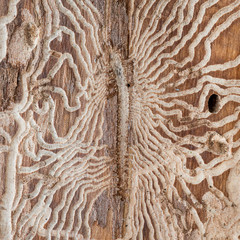 Großer Birkensplintkäfer (Scolytus ratzeburgii) Fraßbild an einer Birke