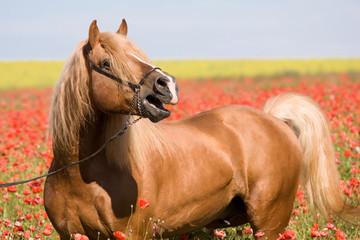 Portrait of beautiful stallion in the poppy field