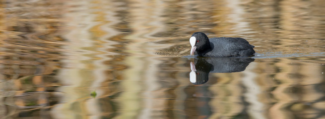 Blässhuhn (Fulica atra) schwimmt auf dem Wasser