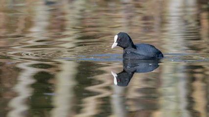 Blässhuhn (Fulica atra) schwimmt auf dem Wasser