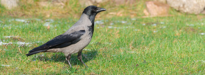 Nebelkrähe (Corvus cornix) auf einer Wiese
