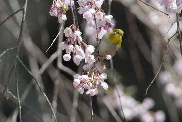 メジロと枝垂れ桜