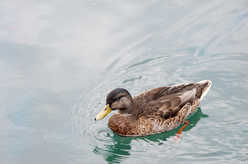 water duck