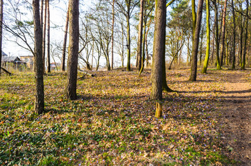 spring forest with sun rays