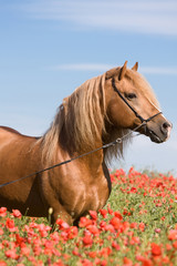 Portrait of beautiful stallion in the poppy field