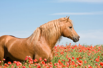 Portrait of beautiful stallion in the poppy field