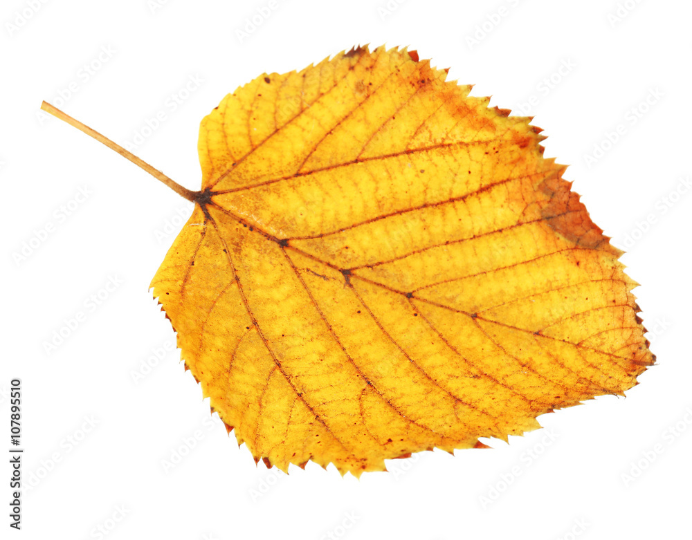 Wall mural beautiful autumn leaf, isolated on white