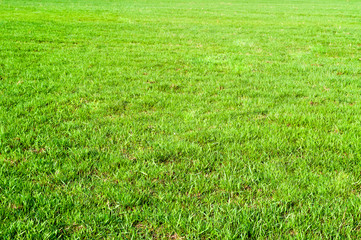 The texture of green grass field