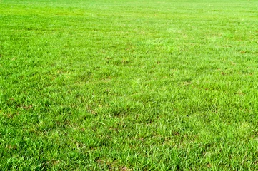 Foto op Plexiglas The texture of green grass field © Fedoruk