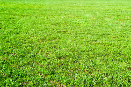 The texture of green grass field © Fedoruk