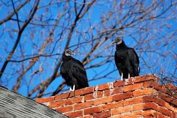 Two black vultures sitting on an old chimney