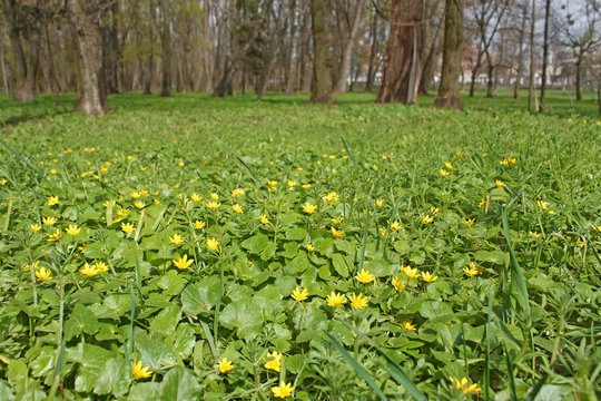 Flowers Of Lesser Celandine In Park