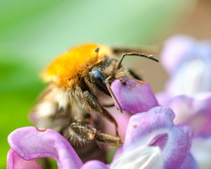 Bumblebee on hyacinth flowers close up