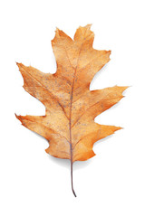 Fototapeta na wymiar Golden autumn leaf isolated on white background