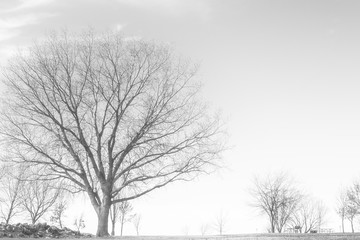 A simple black and white image of trees along the shore of a winter lake.