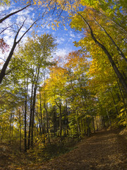 Obraz premium Autumn landscape