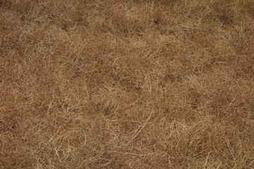 Tumbleweed Pile