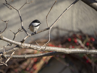 Black-capped chickadee 