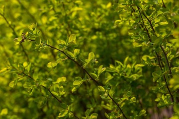 First spring leaves on bush branches