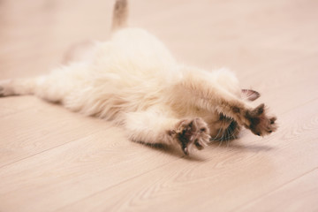 Color-point cat lying on wooden floor in living room