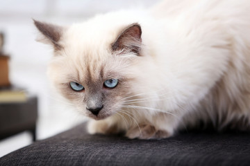Color-point cat lying on black chair in living room, close up