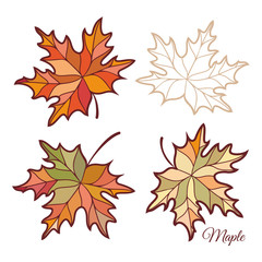 Fototapeta premium Maple. 