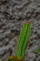 the cactus 