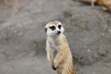 ミーアキャット