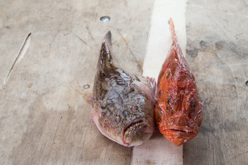 Pesci freschi, scorfano e lacerna