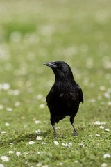 Carrion Crow